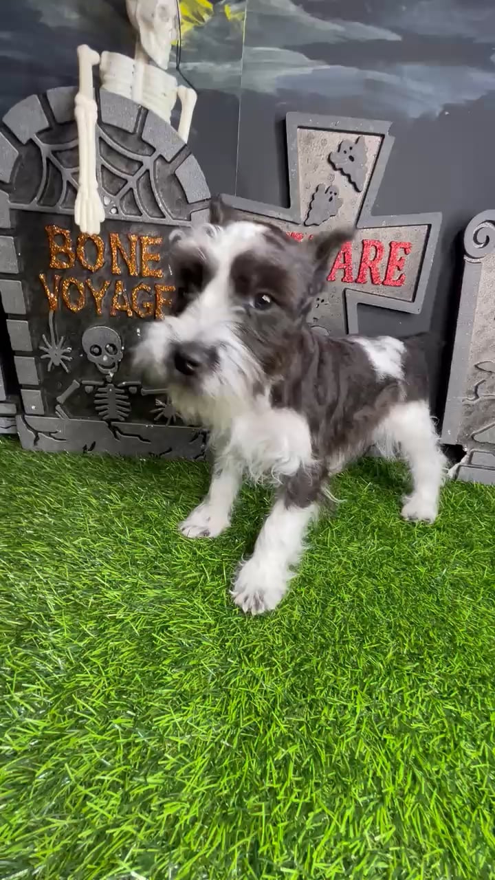 Female Mini Schnauzer puppy named Jennifer for sale at Puppy Dreams - Mansfield. video thumbnail