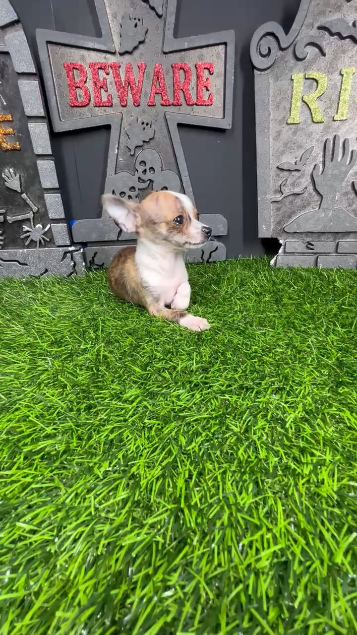 Male Chihuahua puppy named *Dracula* for sale at Puppy Dreams - Mansfield. video thumbnail