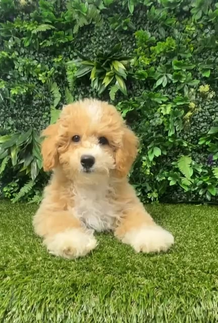 Male Bichon-Poodle puppy named Leo for sale at Puppy Dreams - Parks Mall. video thumbnail