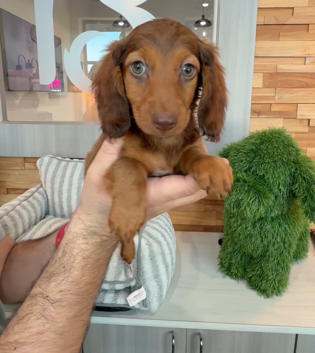 Male Mini Dachshund puppy named Rusty for sale at Beach Blvd. video thumbnail