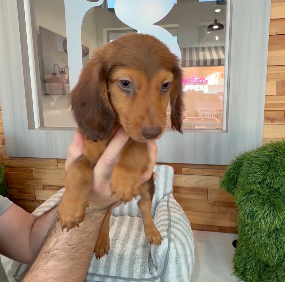 Male Mini Dachshund puppy named Copper for sale at Beach Blvd. video thumbnail