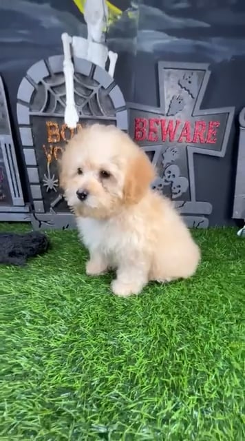 Female Mini Poodle puppy named Laurie for sale at Puppy Dreams - Mansfield. video thumbnail