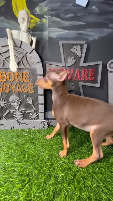 Female Min Pin puppy named *Valak* for sale at Puppy Dreams - Mansfield. video thumbnail