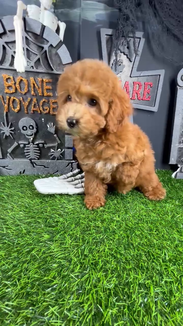 Female Cockapoo puppy named *Abigail* for sale at Puppy Dreams - Mansfield. video thumbnail