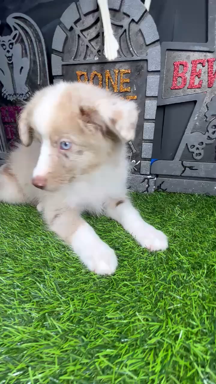 Male Mini Aussie puppy named *Art* for sale at Puppy Dreams - Mansfield. video thumbnail