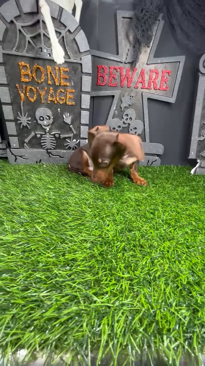 Male Dachshund puppy named *Scooby-Doo* for sale at Puppy Dreams - Mansfield. video thumbnail