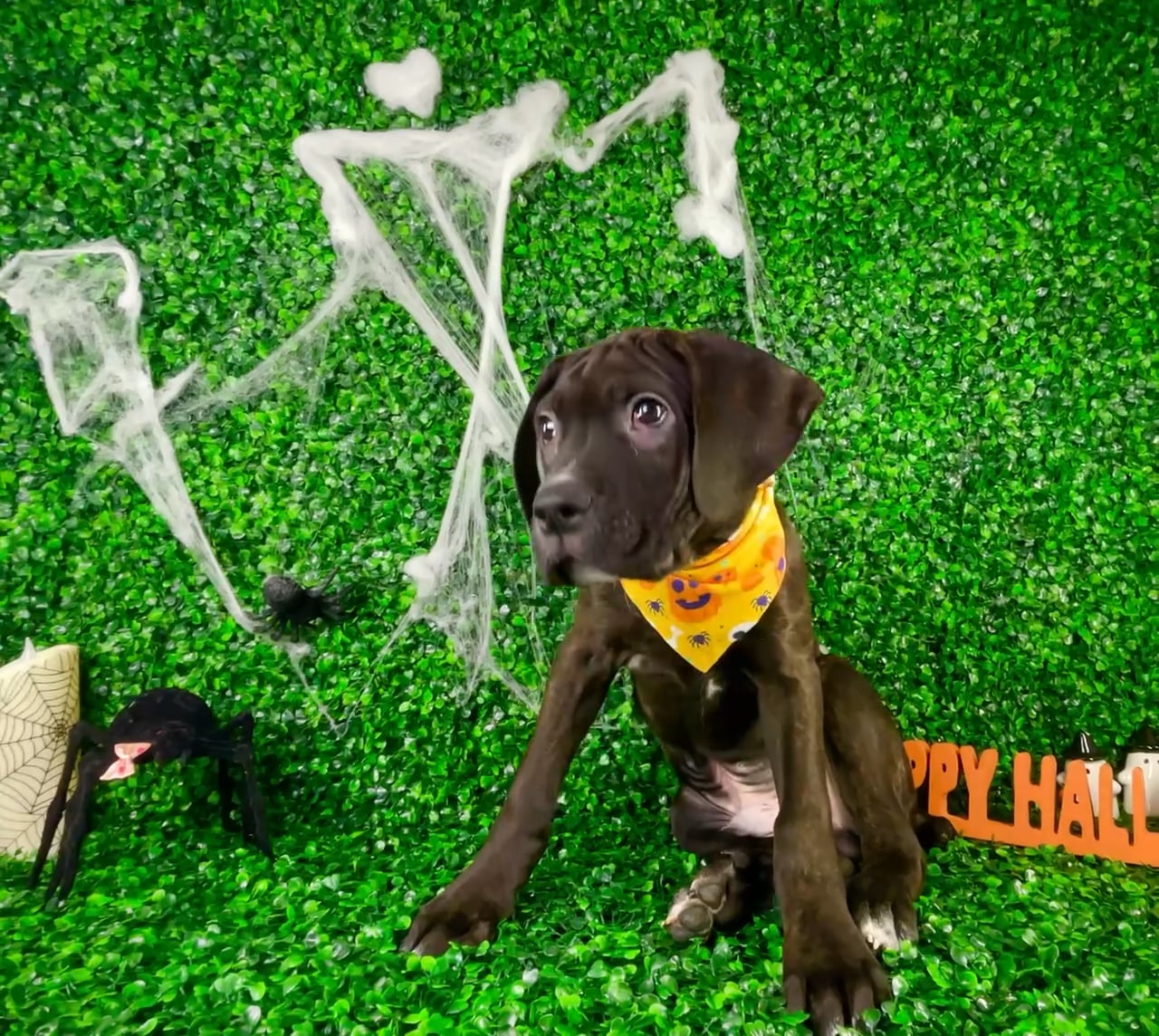 Male Cane Corso puppy named Kobe for sale at Puppy Dreams - North Richland Hills. video thumbnail