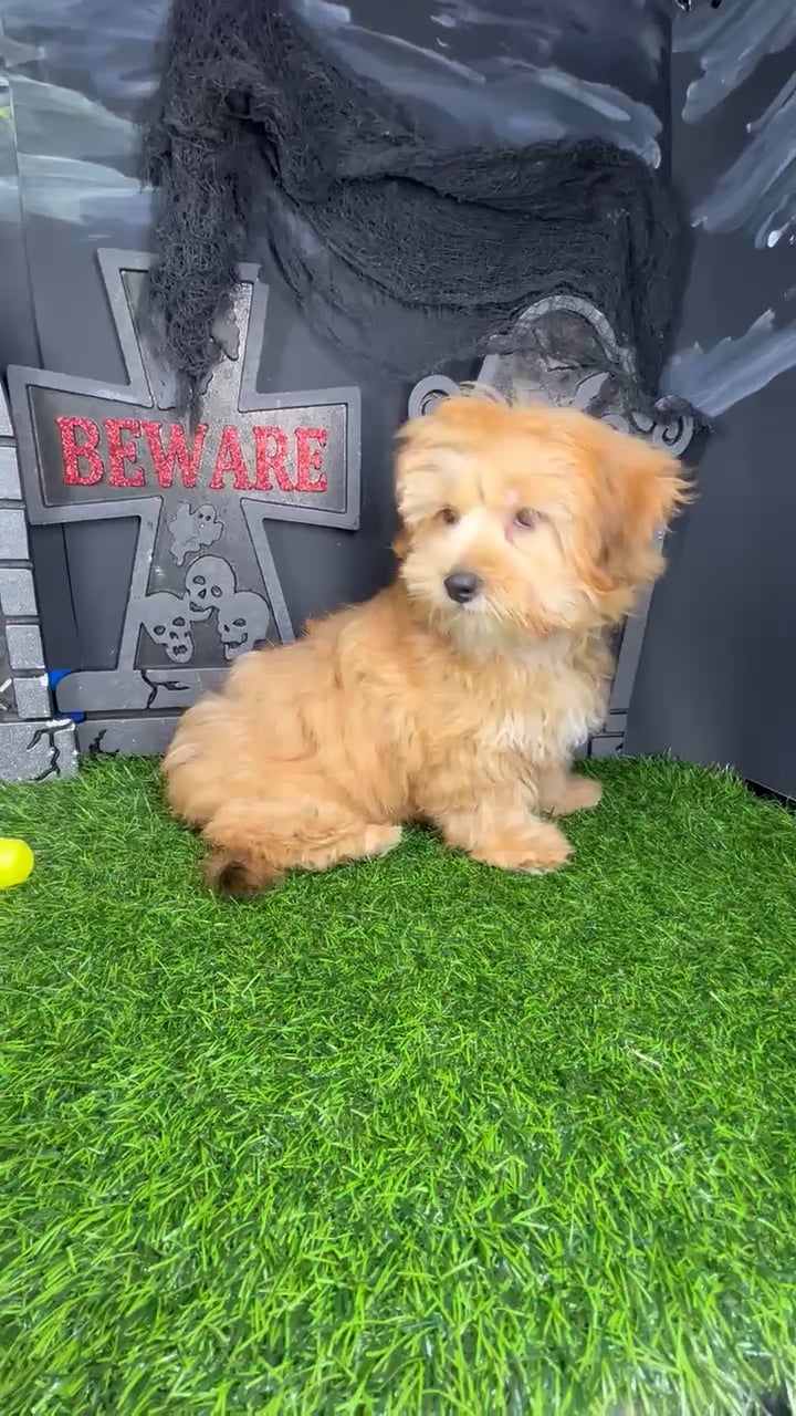 Female Shorkie puppy named Red for sale at Puppy Dreams - Mansfield. video thumbnail