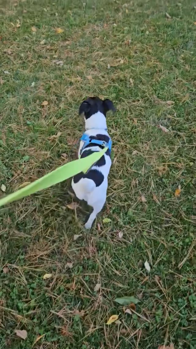 Enlarge Tugboat, a Adoptable Jack Russell Terrier in Northwood, NH video 5/5