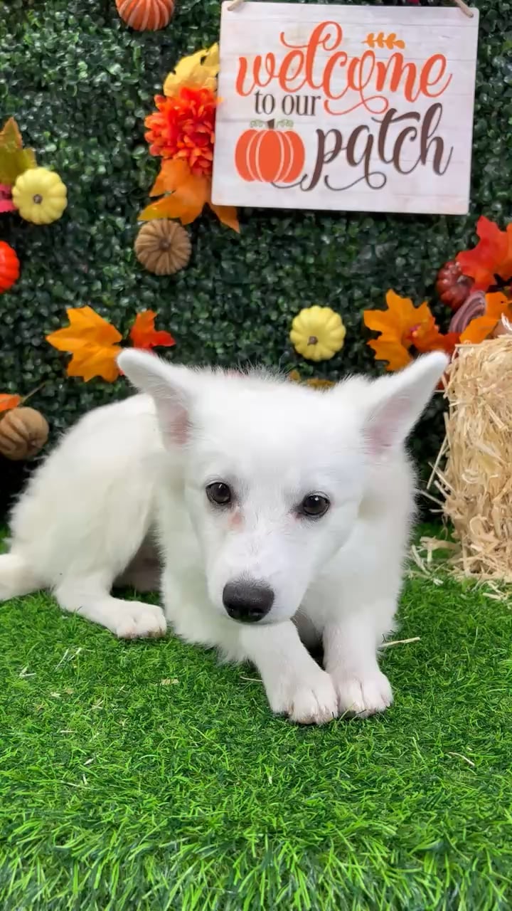 Female American Eskimo puppy named Blanca for sale at Puppy Dreams - Wichita West. video thumbnail