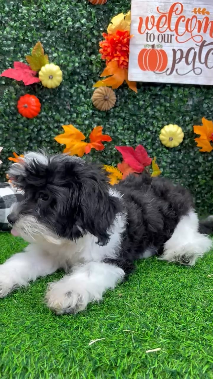Male Shipoo puppy named Oreo for sale at Puppy Dreams - Wichita West. video thumbnail