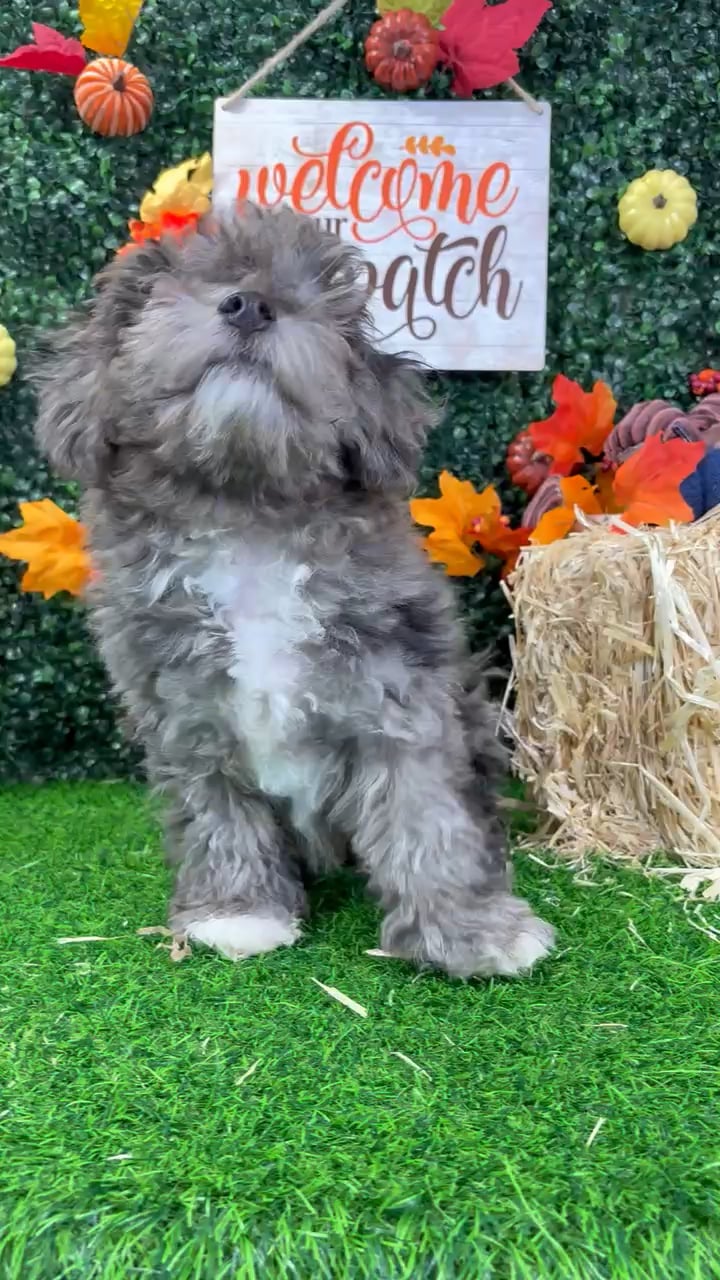Male Bichon-Poodle puppy named Parker for sale at Puppy Dreams - Wichita West. video thumbnail