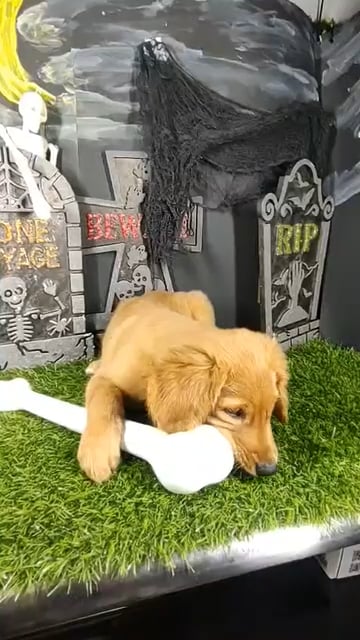 Female Golden Retriever puppy named La Llorona for sale at Puppy Dreams - Mansfield. video thumbnail