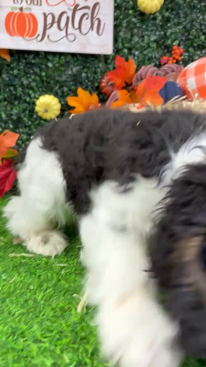 Male Cocker Spaniel puppy named Jerry for sale at Puppy Dreams - Wichita West. video thumbnail
