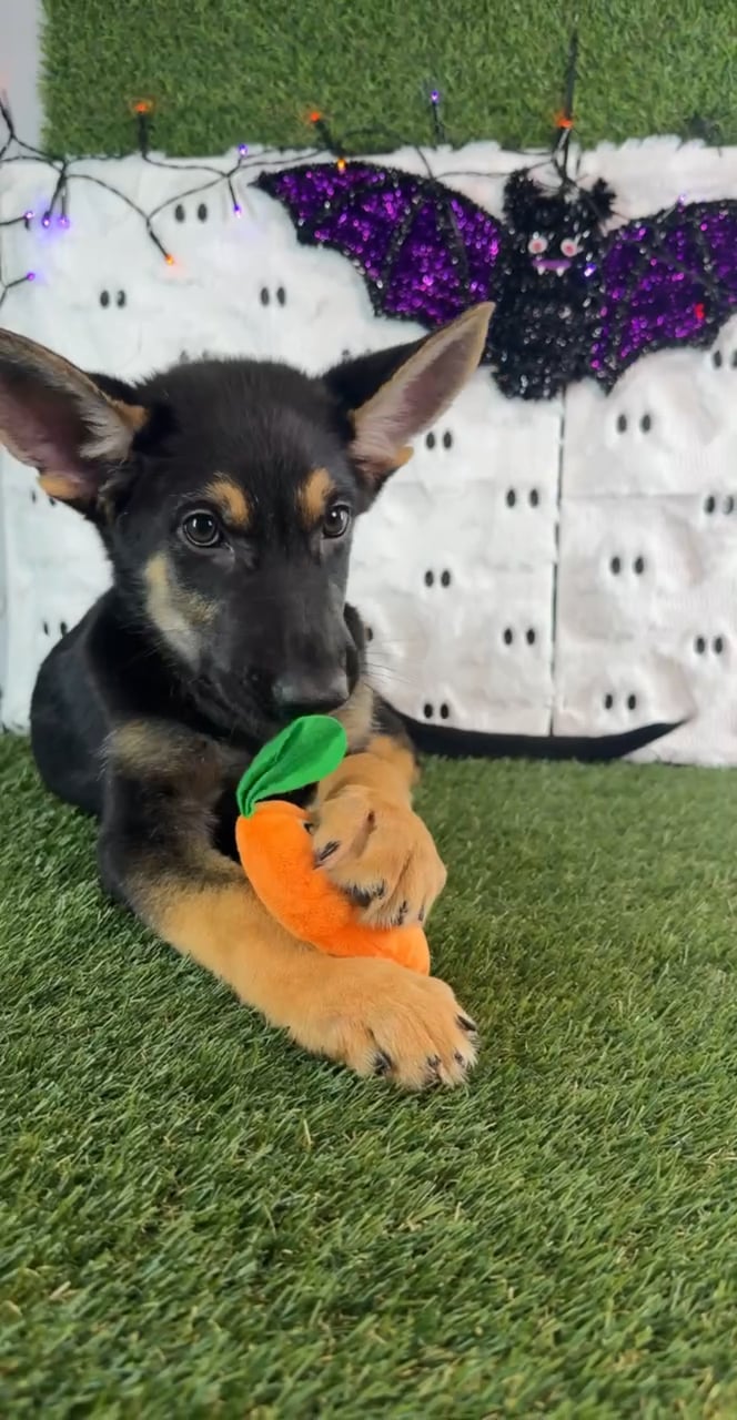 Male German Shepherd puppy named Duke for sale at Puppy Dreams - Carrollton. video thumbnail