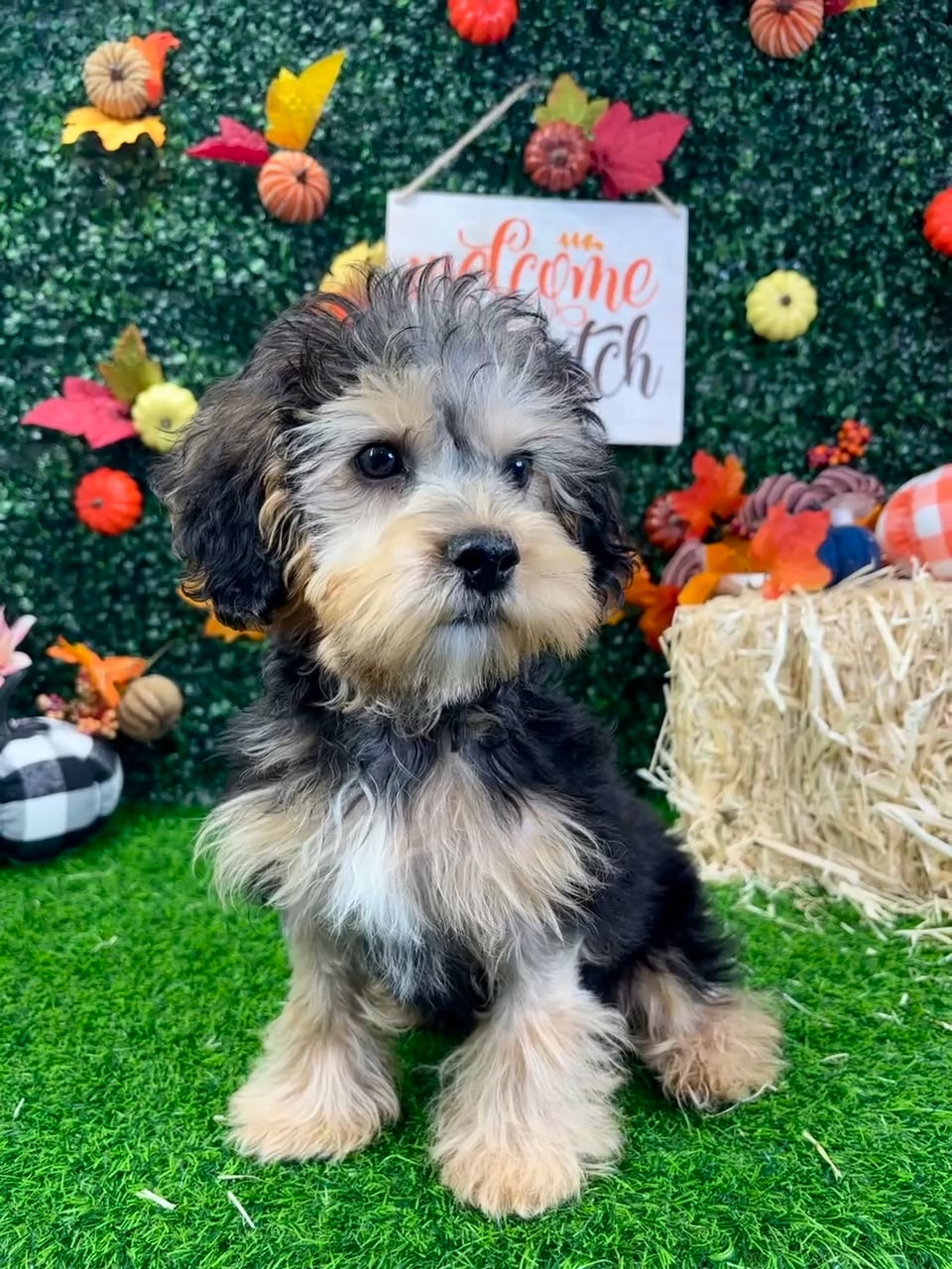 Male Yorkie-Poo puppy named Blaze for sale at Puppy Dreams - Wichita West. video thumbnail