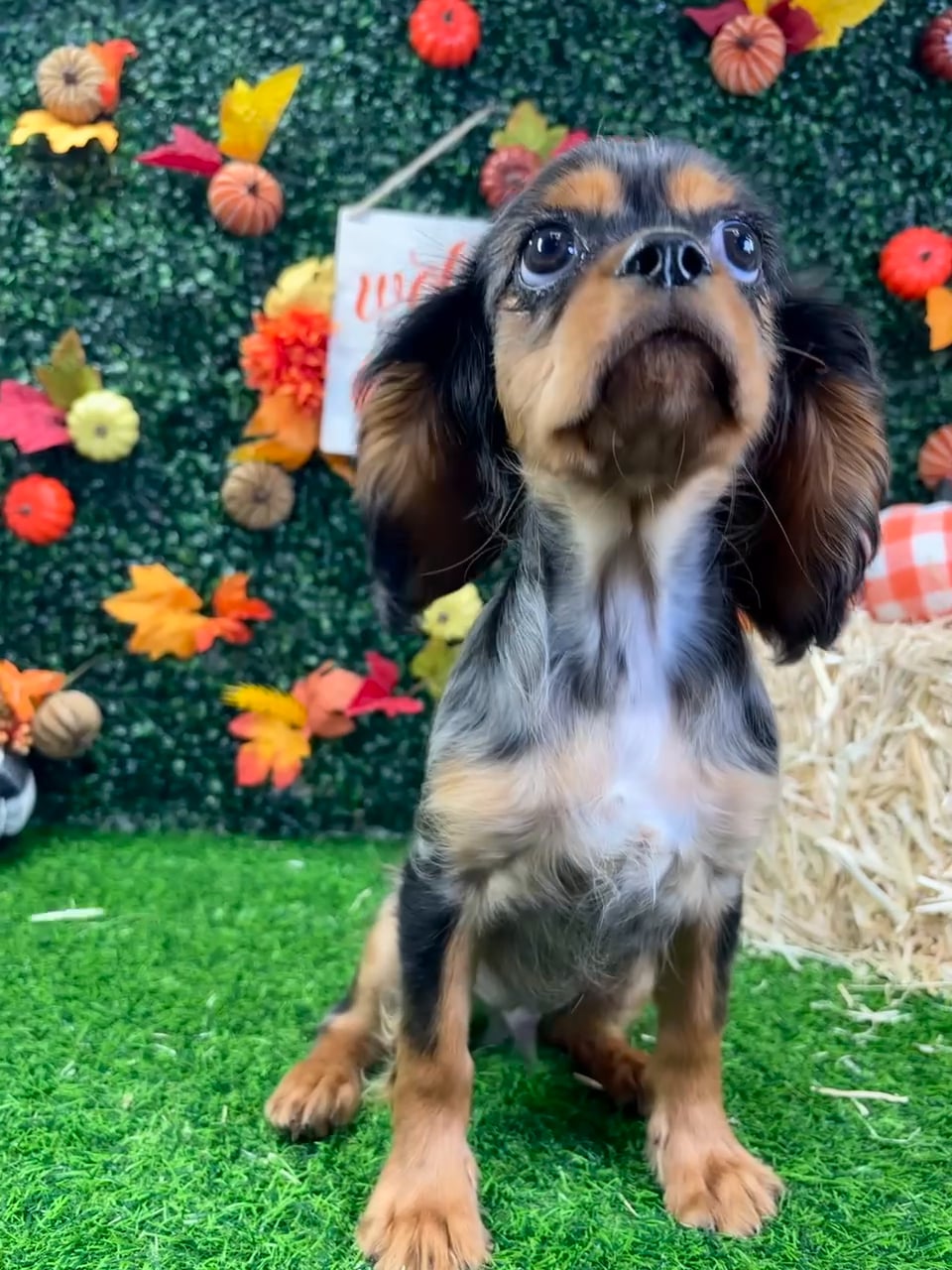 Male Cavalier King Charles Spaniel puppy named Pierre for sale at Puppy Dreams - Wichita West. video thumbnail