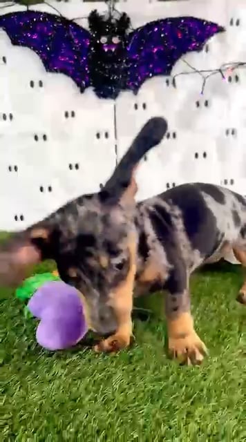 Female Dachshund puppy named Rose for sale at Puppy Dreams - Carrollton. video thumbnail