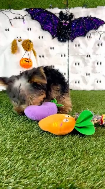 Male Yorkie puppy named Biscoff for sale at Puppy Dreams - Carrollton. video thumbnail
