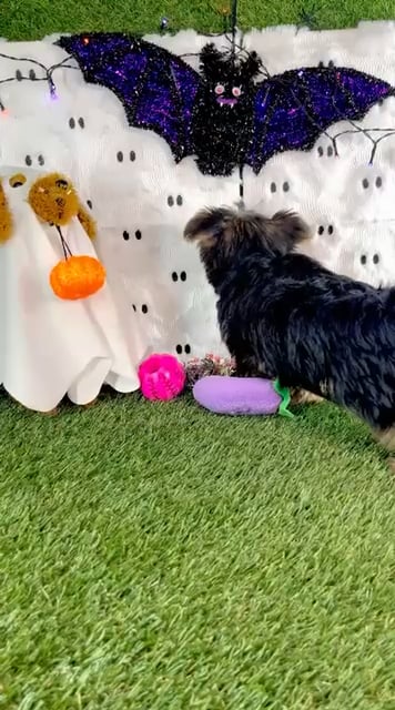 Male Yorkie puppy named Brownie for sale at Puppy Dreams - Carrollton. video thumbnail