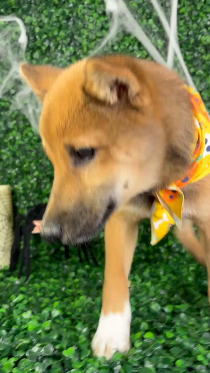 Male Shiba Inu puppy named Kai for sale at Puppy Dreams - North Richland Hills. video thumbnail