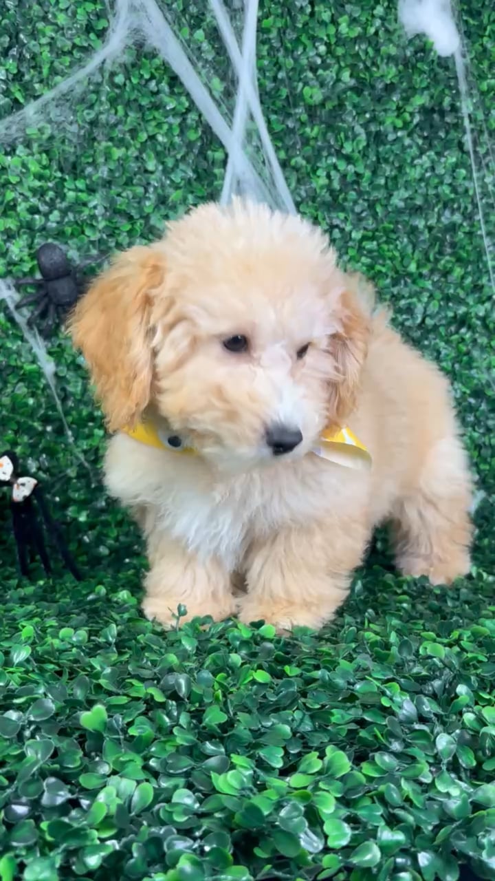 Male Bichon-Poodle puppy named Bentley for sale at Puppy Dreams - North Richland Hills. video thumbnail