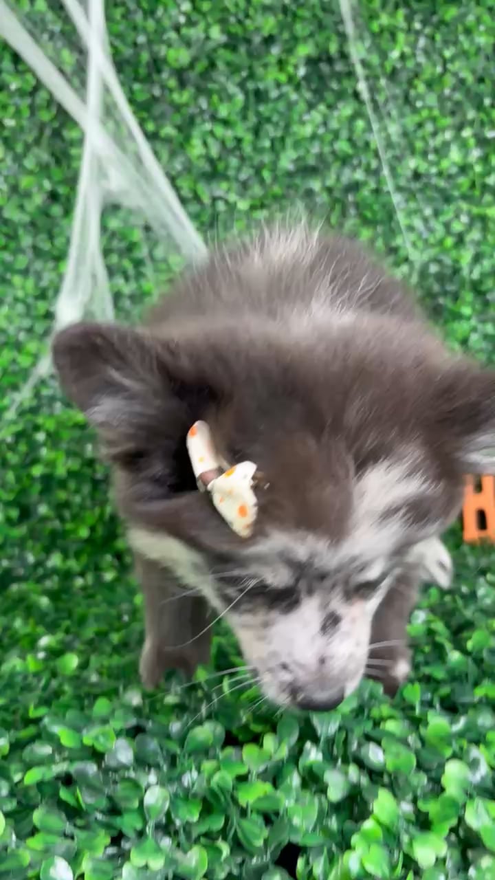 Female Pomchi puppy named Mabel for sale at Puppy Dreams - North Richland Hills. video thumbnail