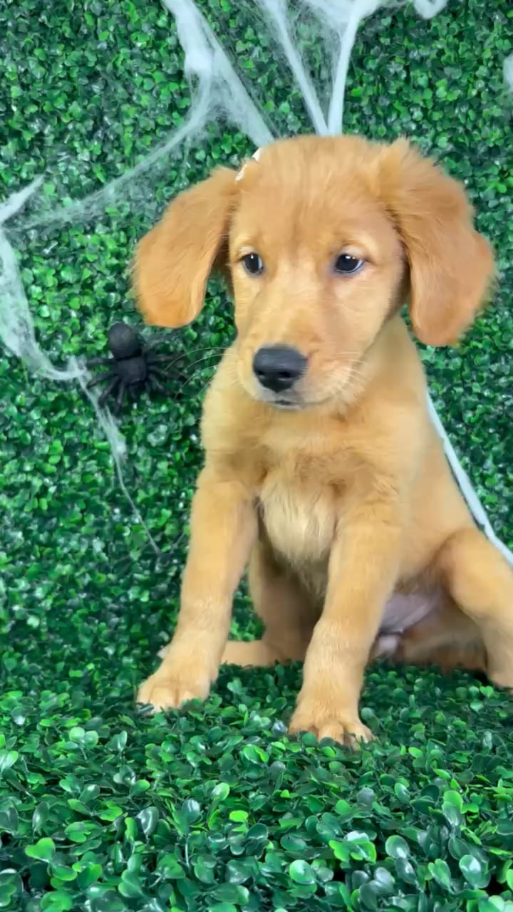 Female Golden Retriever puppy named Sugar for sale at Puppy Dreams - North Richland Hills. video thumbnail