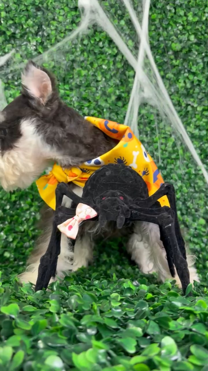 Male Mini Schnauzer puppy named Max for sale at Puppy Dreams - North Richland Hills. video thumbnail