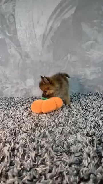Female Pomeranian puppy named Autumn for sale at Puppy Dreams - Junction City. video thumbnail