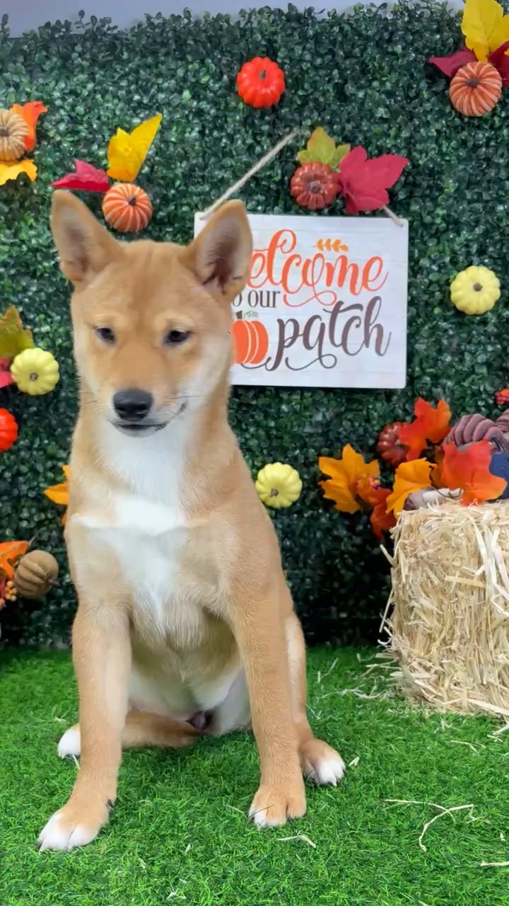 Female Shiba Inu puppy named Oni for sale at Puppy Dreams - Wichita West. video thumbnail