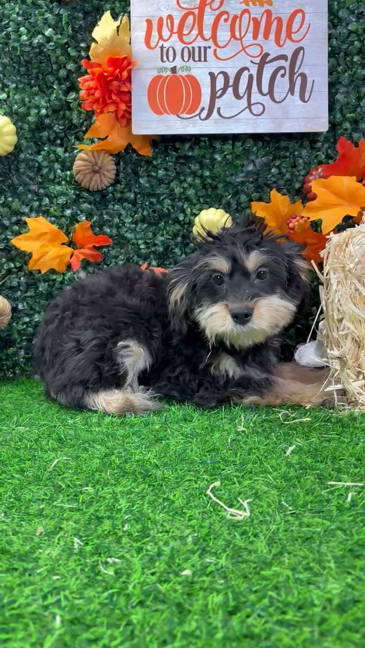 Female Mini Aussie Poo puppy named Millie for sale at Puppy Dreams - Wichita West. video thumbnail