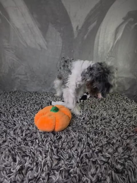 Male Cockapoo puppy named Malachai for sale at Puppy Dreams - Junction City. video thumbnail