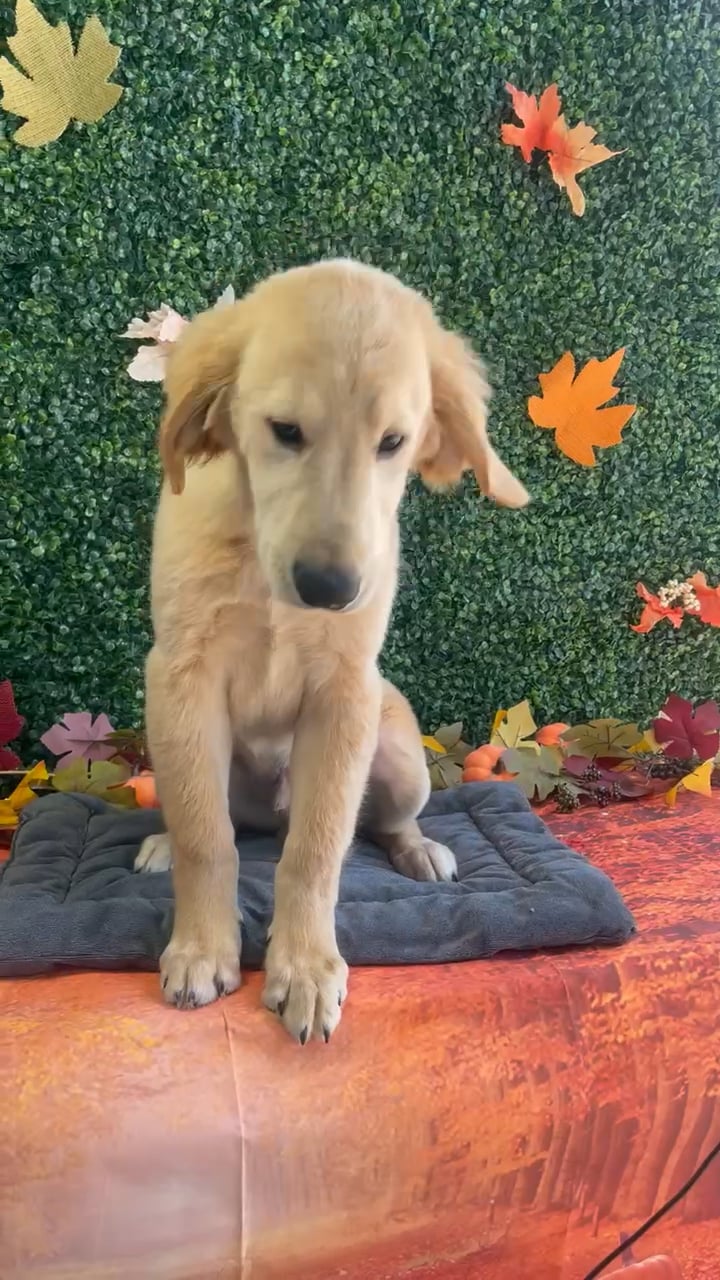 Male Golden Retriever puppy named Harbor for sale at Puppy Dreams - West Little Rock. video thumbnail