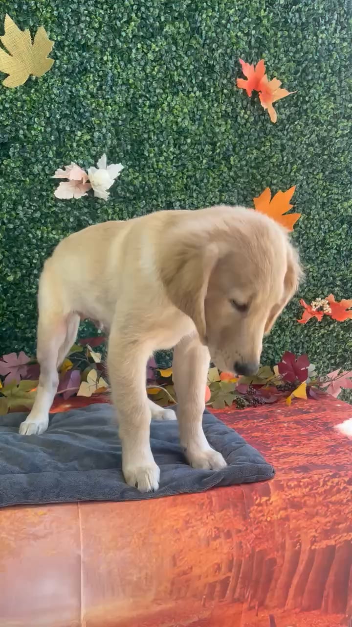 Male Golden Retriever puppy named Finn for sale at Puppy Dreams - West Little Rock. video thumbnail