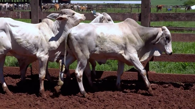 Lote 06