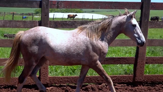 Lote 10