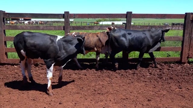 Lote 08