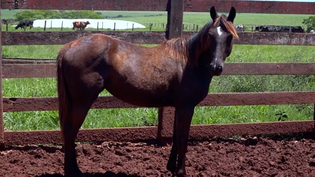 Lote 09