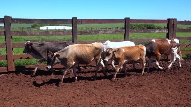 Lote 00