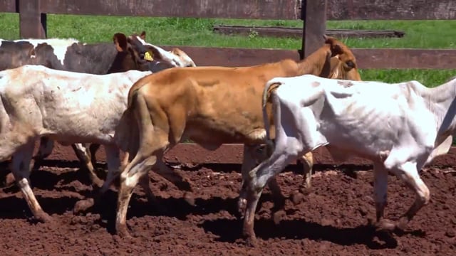 Lote 03