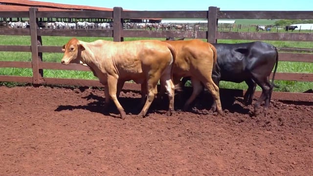 Lote 04