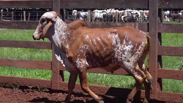 Lote 07