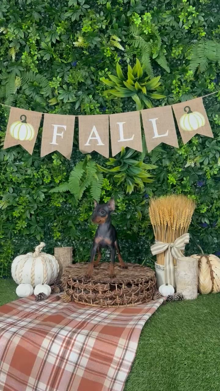 Male Min Pin puppy named Cypress for sale at Puppy Dreams - Katy. video thumbnail