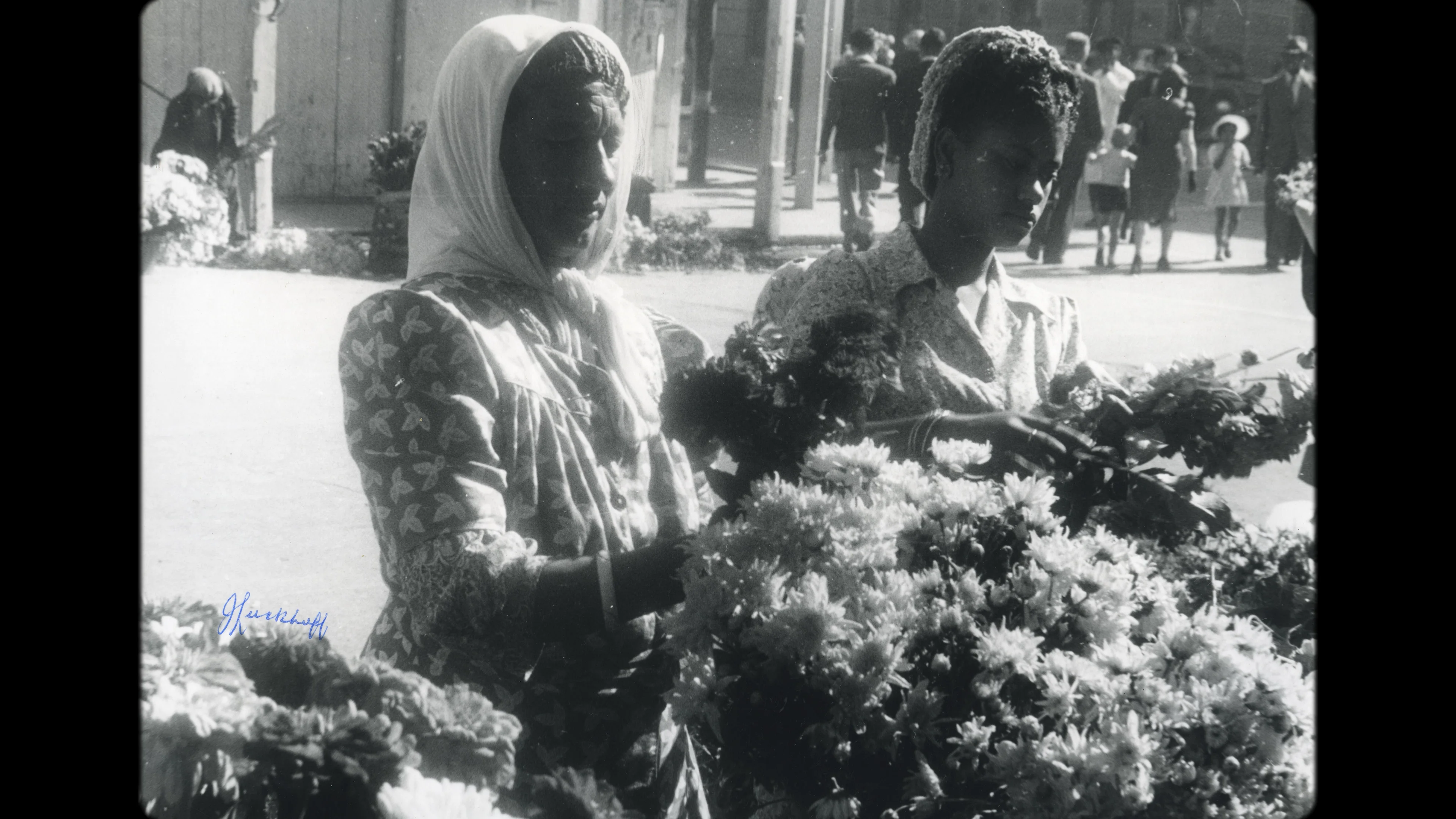 Liberation Gardens: Adderly Street Flower Market | Videos & Movies on Vimeo