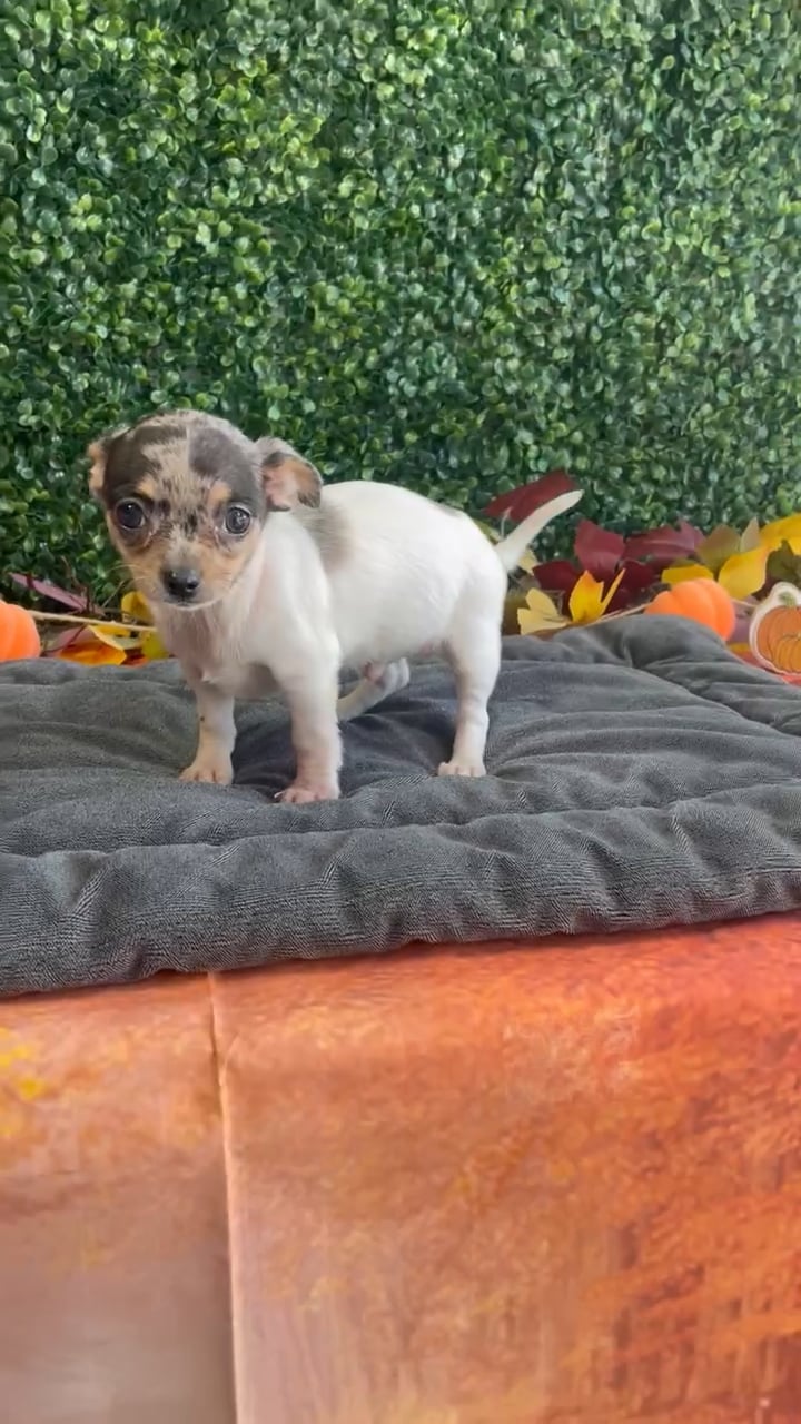 Male Chihuahua puppy named Biscuit for sale at Puppy Dreams - West Little Rock. video thumbnail