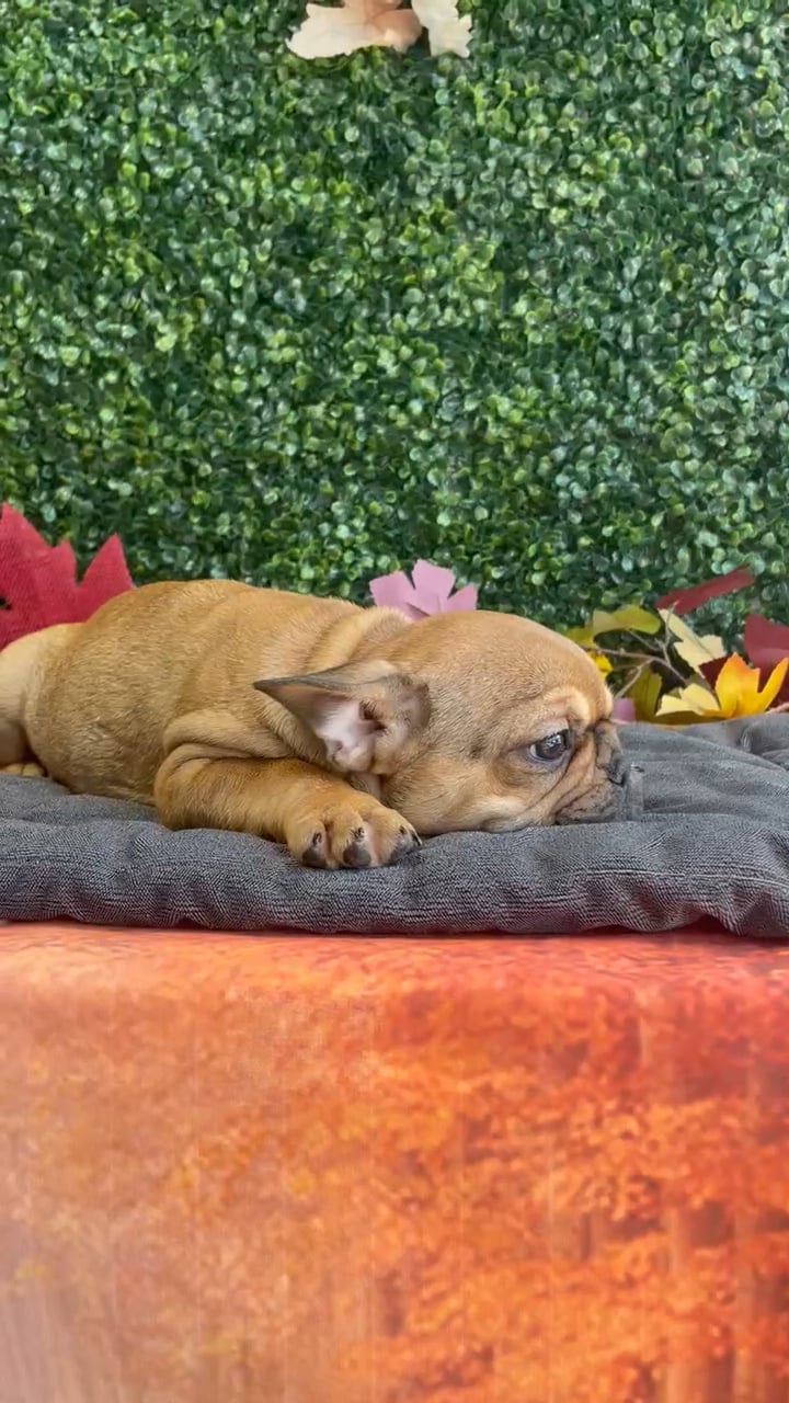 Female French Bulldog puppy named Honey for sale at Puppy Dreams - West Little Rock. video thumbnail