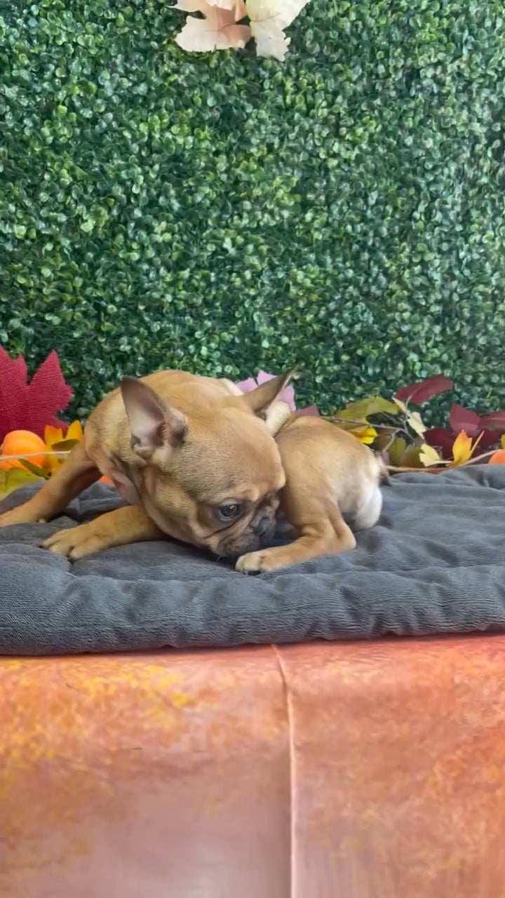 Female French Bulldog puppy named Honey for sale at Puppy Dreams - West Little Rock. video thumbnail