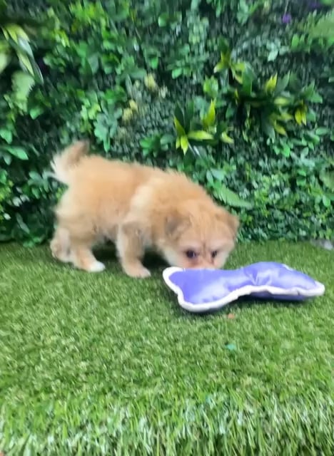 Female Pomachon puppy named Valezca for sale at Puppy Dreams - Parks Mall. video thumbnail