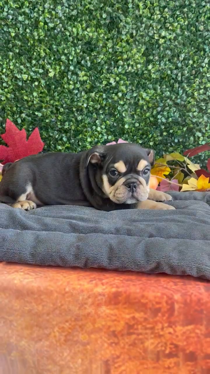 Male English Bulldog puppy named Bubbles for sale at Puppy Dreams - West Little Rock. video thumbnail